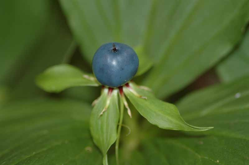 Paris quadrifolia / Uva di Volpe